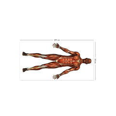 Educational Human Muscle Wall Stickers