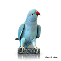 Indian Blue Ringneck Parakeet