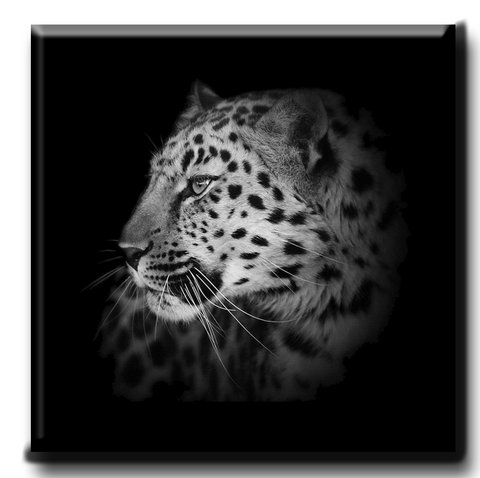 Leopard without Border (Black)
