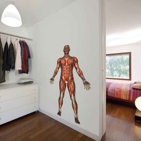 Educational Human Muscle Wall Stickers