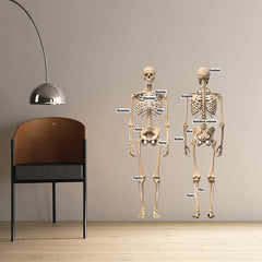 Educational Human Skeleton Wall Stickers